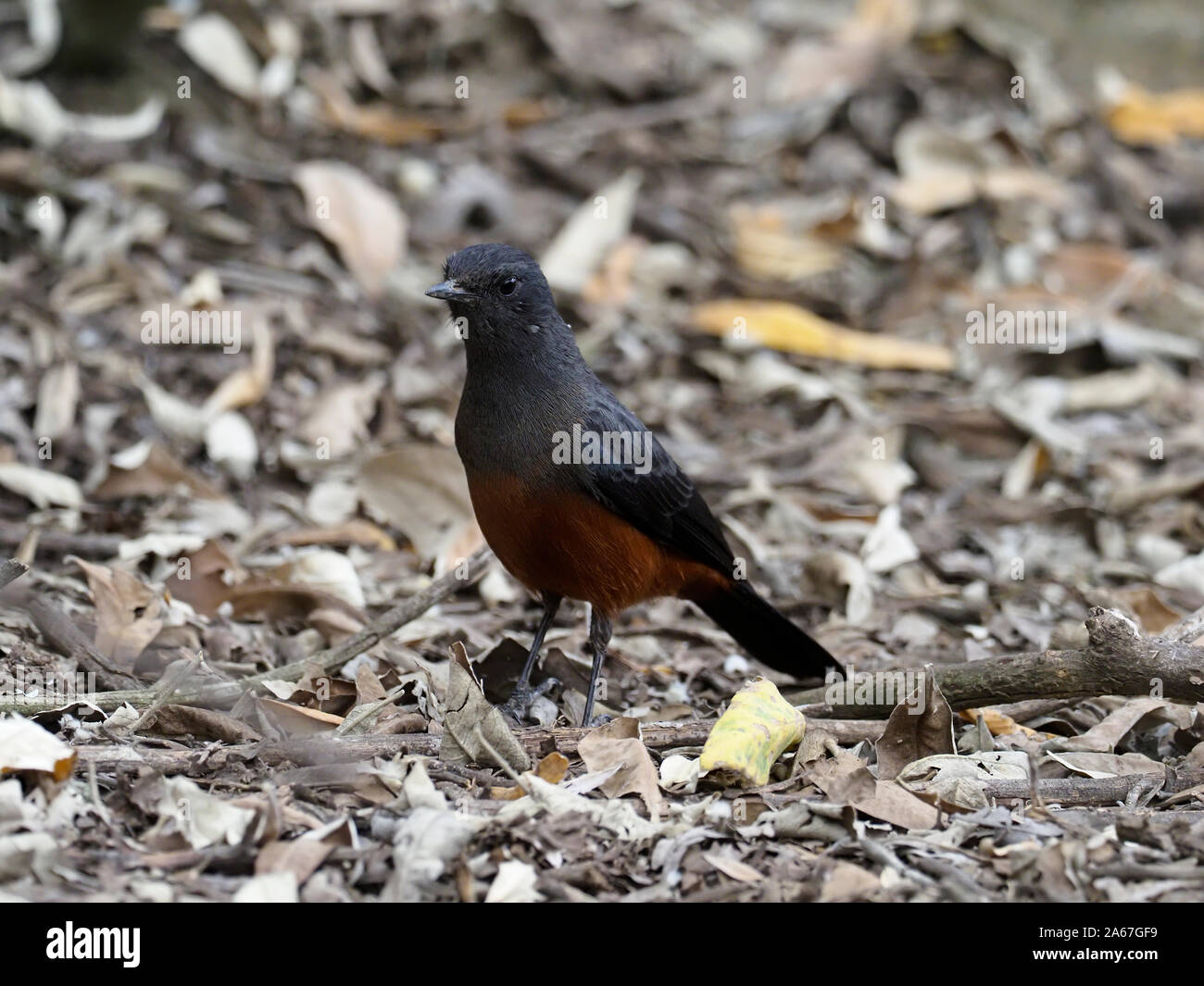 Mocking cliff Chat, Chat oder Chatten, Thamnolaea cinnamomeiventris Klippe, ein Vogel auf dem Boden, Kenia, September 2019 Stockfoto