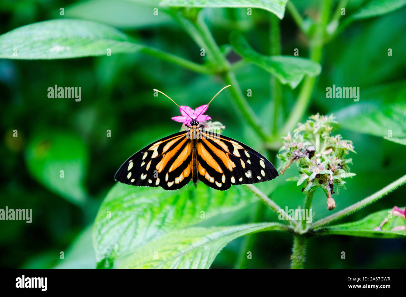 Orange und Schwarz Gestreifte Schmetterling mit rosa Blume, Tithorea harmonia Harmonia Tiger - Flügel oder Harmonia Tiger Stockfoto