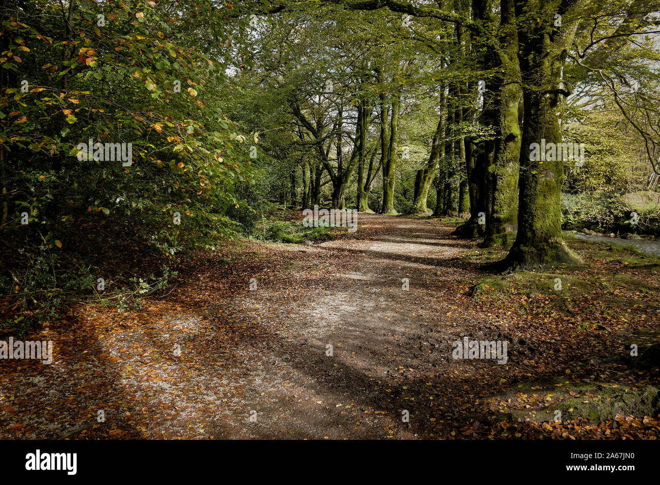 Buche Fagus sylvatica Futter einen Weg durch den alten Wald von Draynes Holz bei Golitha Falls n Cornwall. Stockfoto