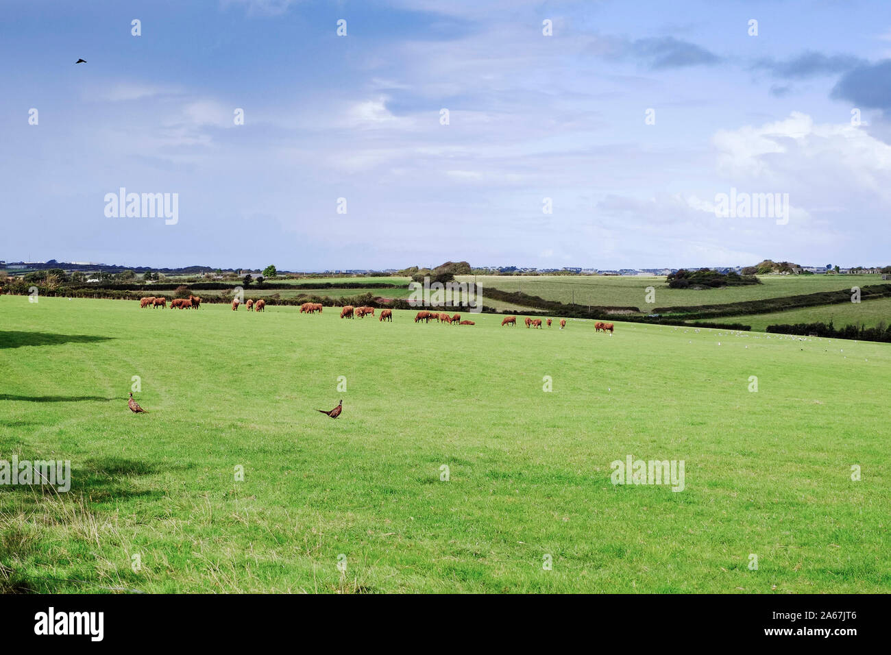 Fasane in einem Feld mit einer Herde Kühe im Hintergrund. Stockfoto