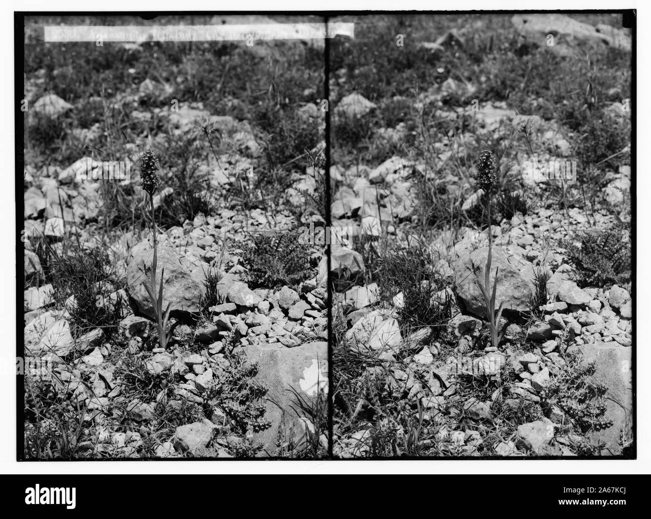 Wilde Blumen in Palästina. Anacamptis (Orchidee) (A. pyramidalis (L.) Rich.); [Eine andere Ansicht der Orchidee]. Stockfoto