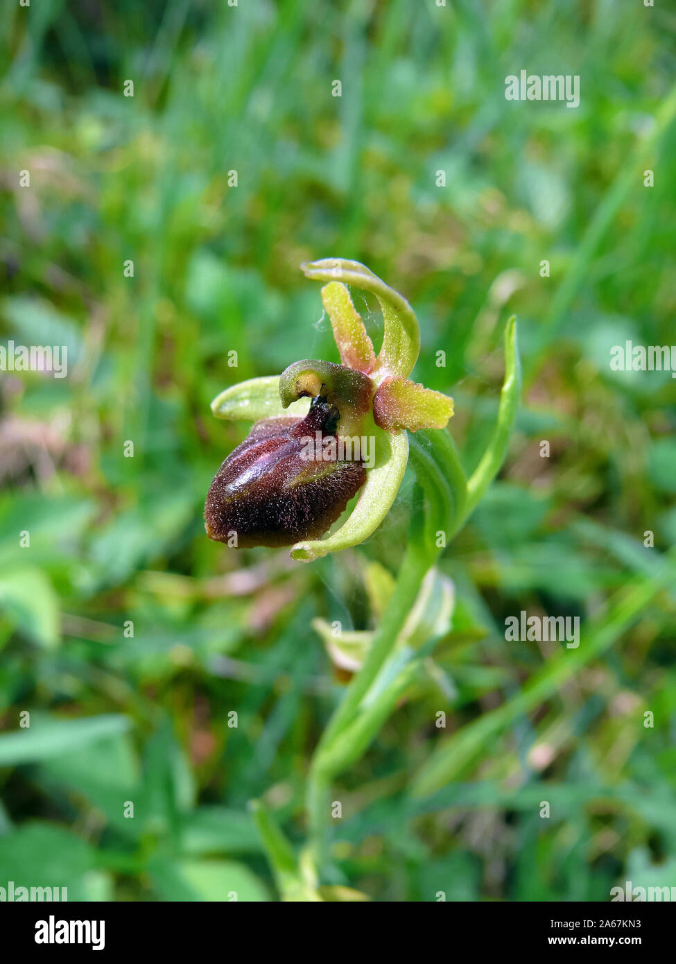 Frühe Spider - Orchidee, Große Spinnen-Ragwurz, Spinnen-Ragwurz Ophrys sphegodes, pókbangó, Stockfoto