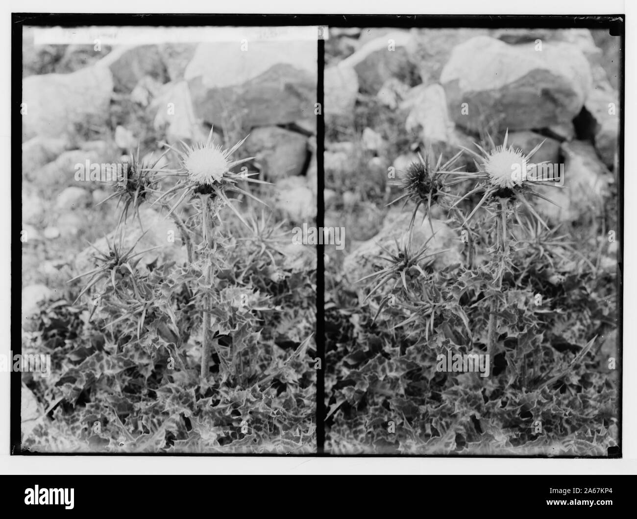 Wilde Blumen in Palästina. Milch - Thistle. (Silybum Marianum (L.) Gaertn.). Stockfoto