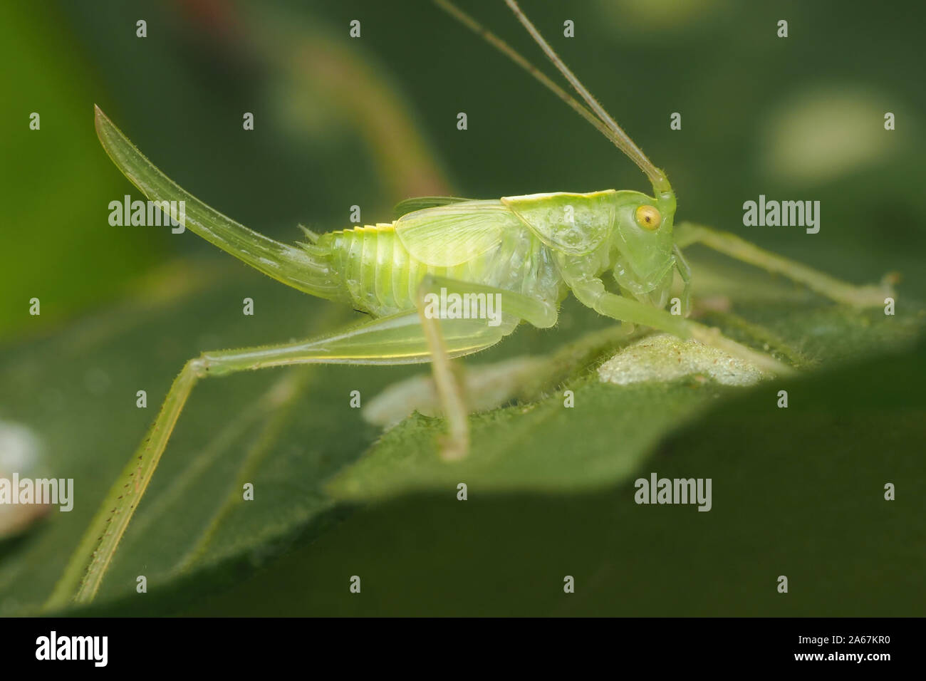 Jugendkriminalität weiblichen Eiche Bush Cricket (Meconema thalassinum) ruht auf Eichenlaub. Tipperary, Irland Stockfoto