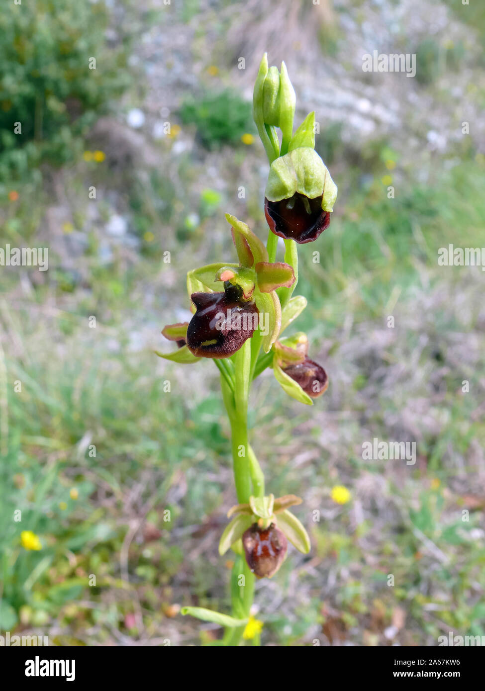 Frühe Spider - Orchidee, Große Spinnen-Ragwurz, Spinnen-Ragwurz Ophrys sphegodes, pókbangó, Stockfoto