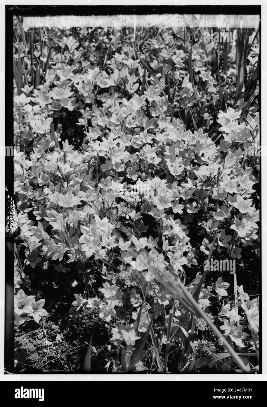 Wilde Blumen in Palästina. Venus 'looking-glass (Specularia Speculum-VENERIS) Stockfoto