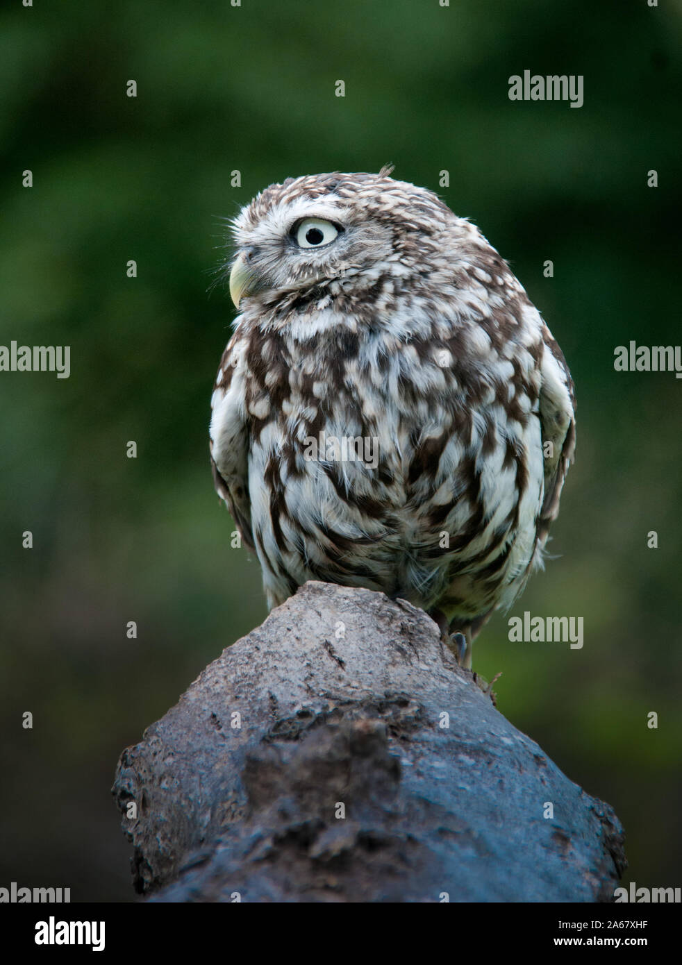 Eine kleine Eule (Athene noctua), auch bekannt als Eule der Athene oder Eule der Minerva Stockfoto
