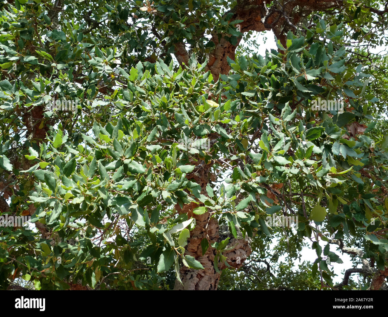 Korkeiche, Korkeiche, Quercus suber, paratölgy Stockfoto