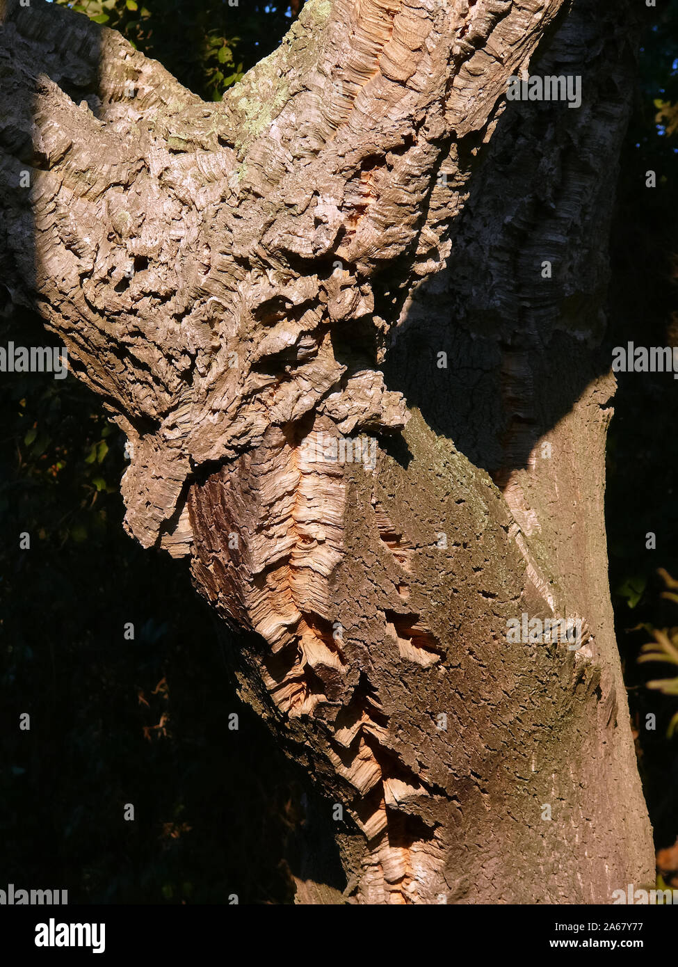 Korkeiche, Korkeiche, Quercus suber, paratölgy Stockfoto