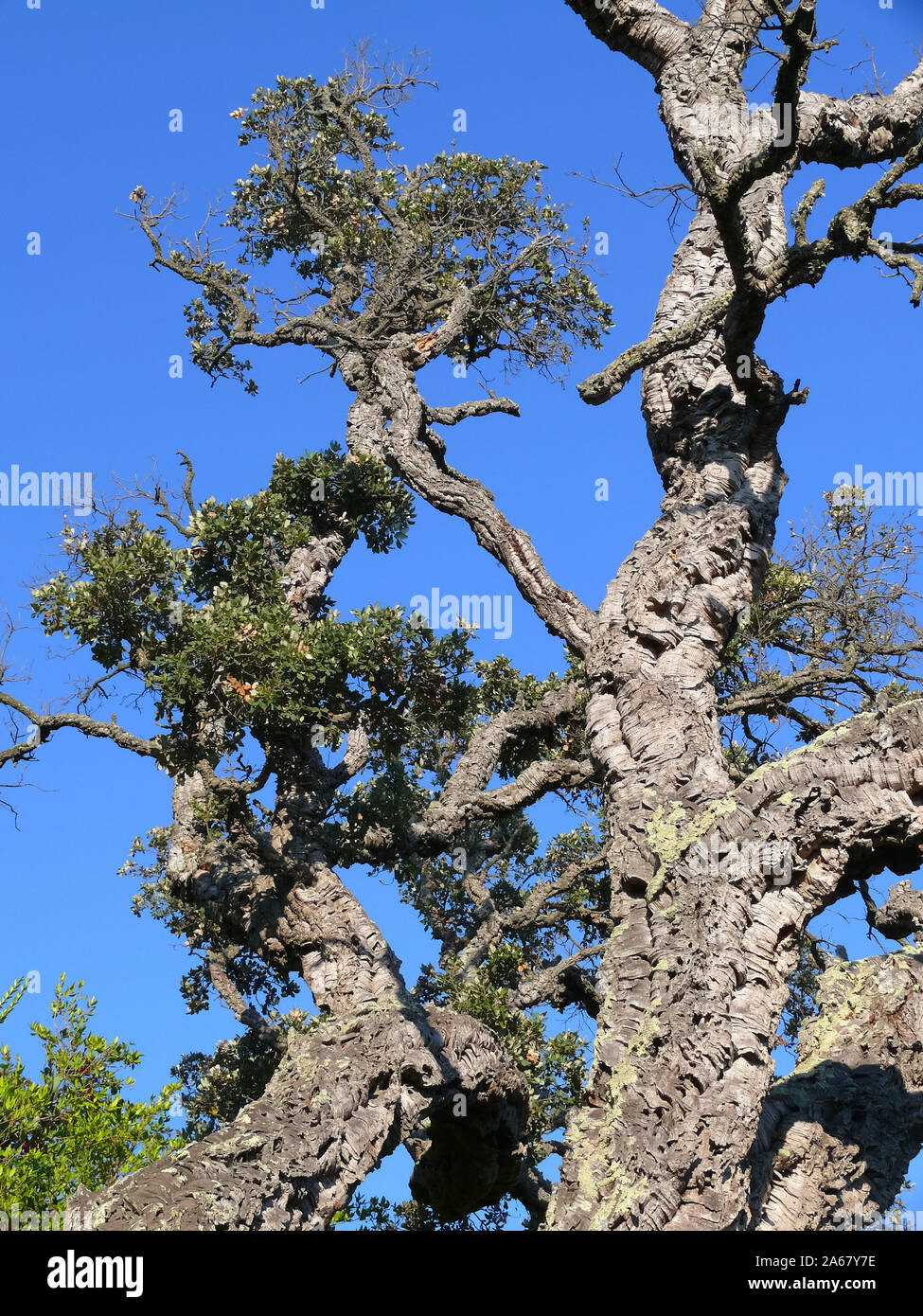 Korkeiche, Korkeiche, Quercus suber, paratölgy Stockfoto