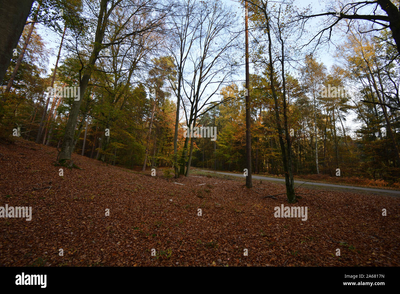 Herbstlandschaft mit bemoosten Bäume und verwelkte Blätter Stockfoto