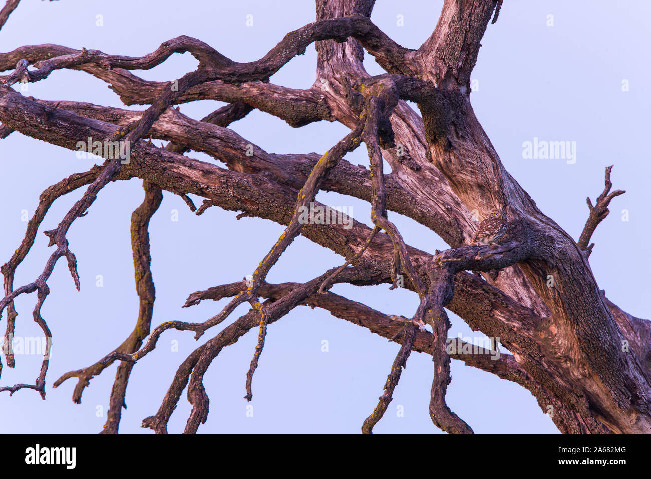 Black-winged Kite (Elanus caeruleus), Elanio Azul Stockfoto