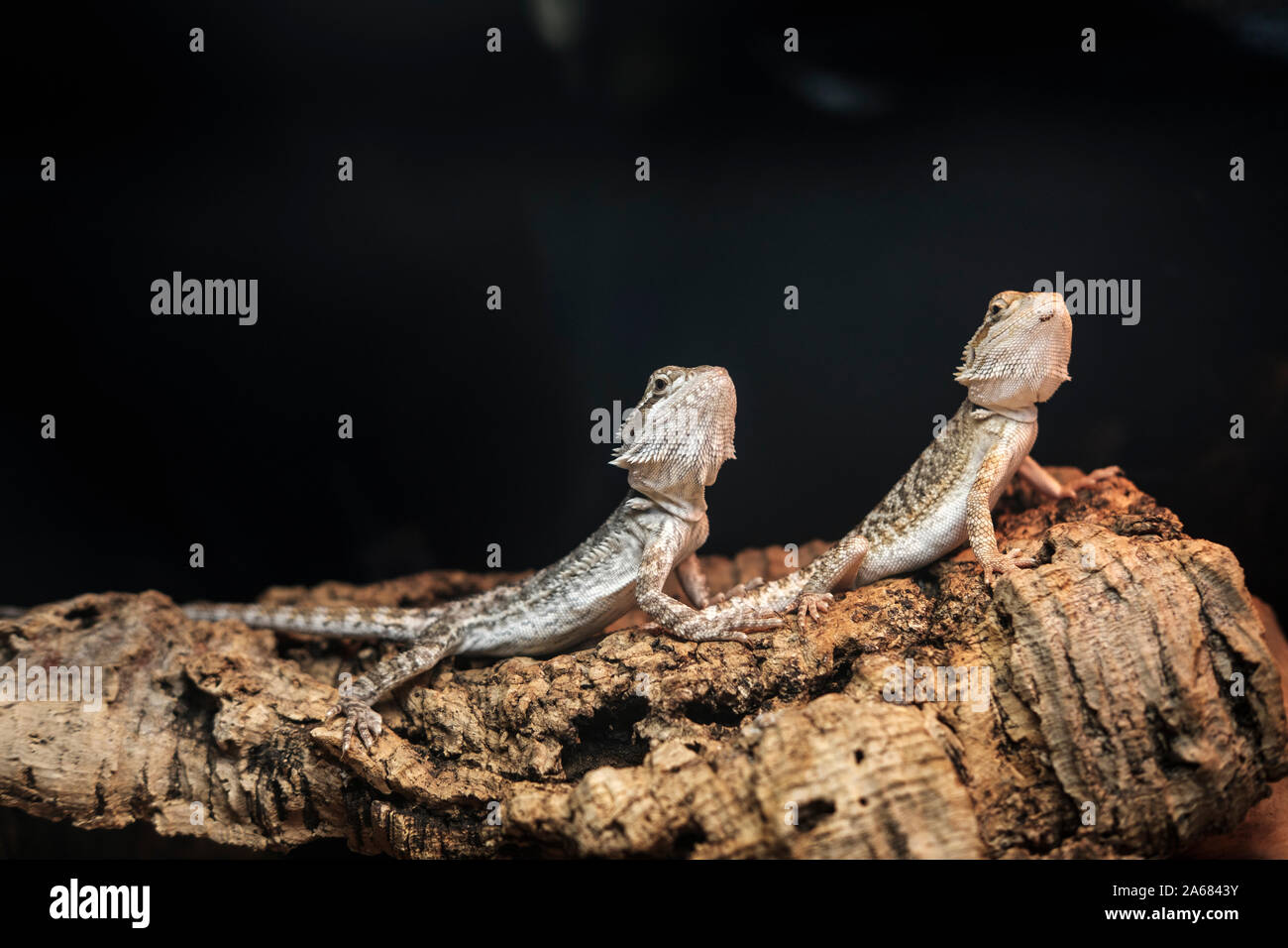 Die bartagamen (Pogona vitticeps) in Gefangenschaft Stockfoto