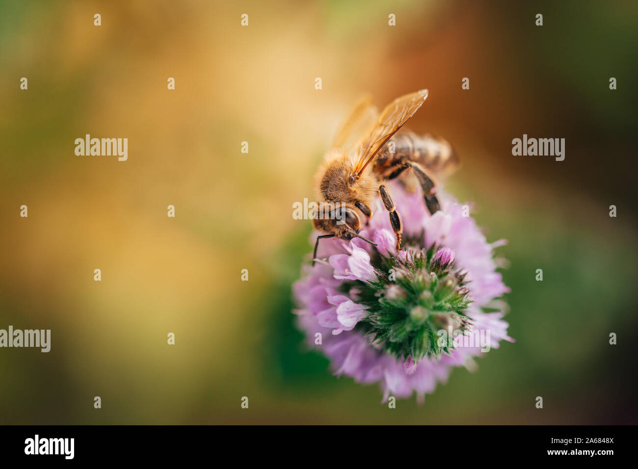 Biene lecken Nektar, das Getränk der Götter von einer Minze Blüte im Spätsommer, während die Sonne aufgeht. Stockfoto