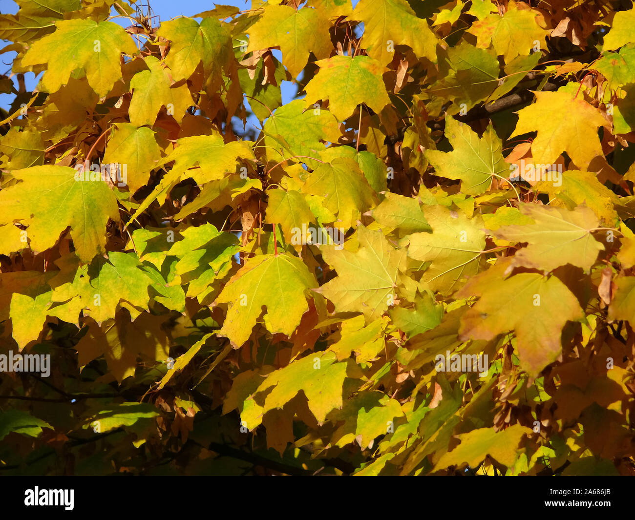 Ahorn, Ahorne, Acer, juhar Stockfoto