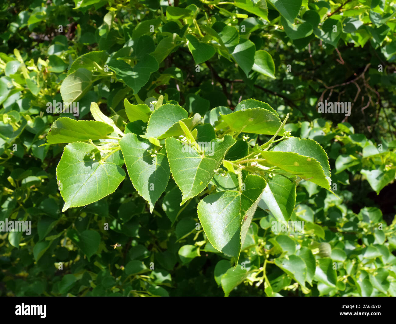 Klein-leaved Lime, littleleaf Linden, Kleine-leaved Linden, Winterlinde, Tilia cordata, kislevelű hárs Stockfoto