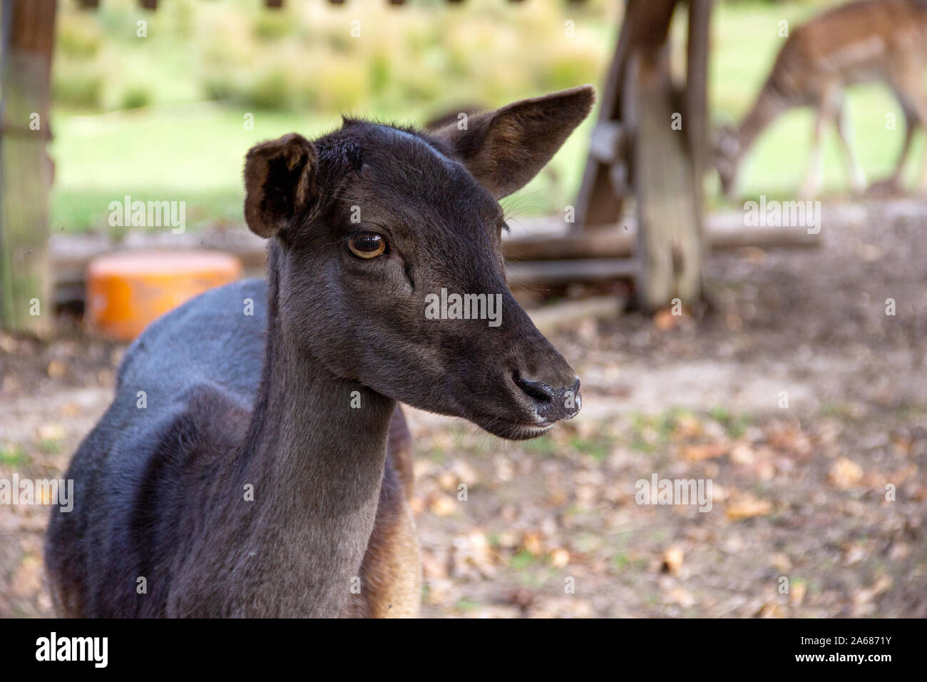 Vorderansicht eines weiblichen Damwild, Cervus dama Stockfoto