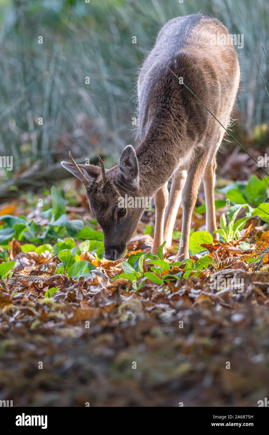 Jungen männlichen Damwild roraging in einem Waldgebiet. Stockfoto