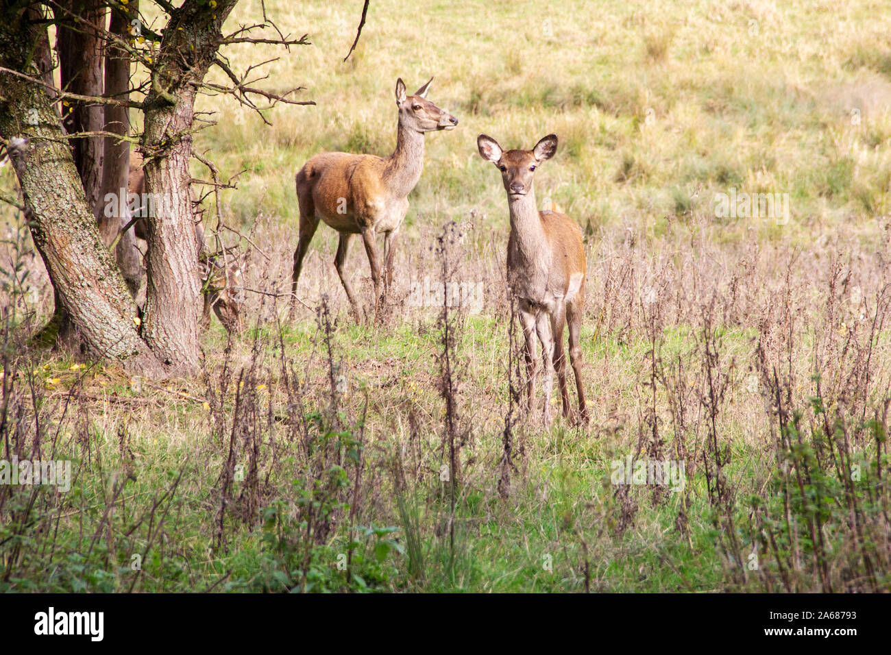 Blick auf Kühe Rotwild, Hirsche, an einem Waldrand Stockfoto