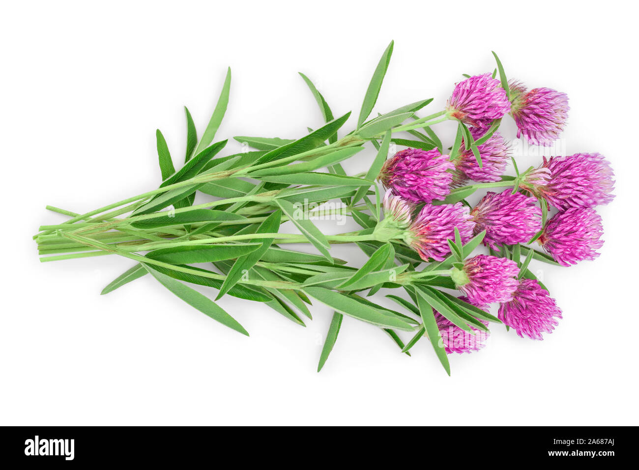 Klee oder Kleeblatt Blume Heilpflanzen auf weißem Hintergrund, Ansicht von oben. Flach. Stockfoto