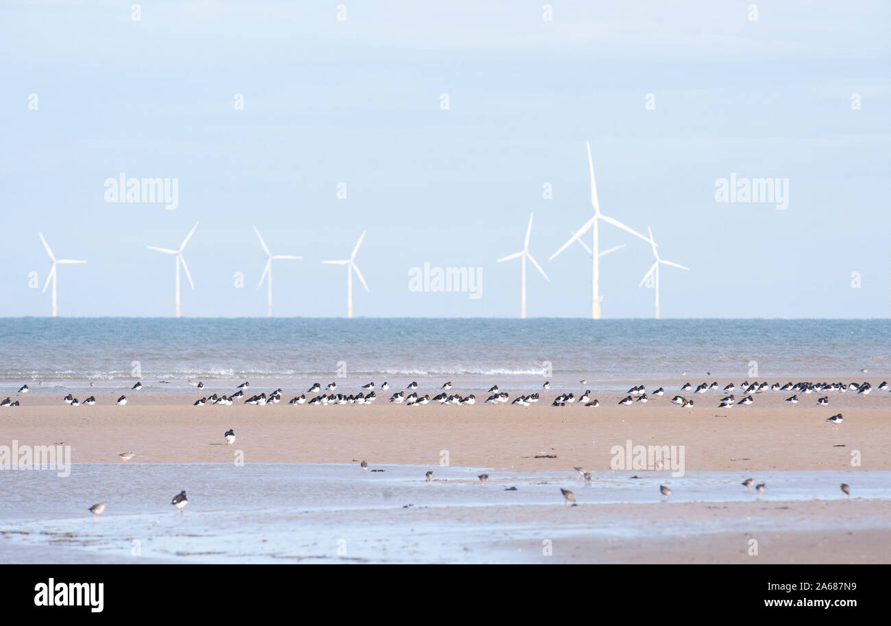 Eurasischer Austercatcher, Haematopus ostralegus, roosting bei Ebbe mit Windkraftanlagen auf See, West Kirby Beach, Dee Estuary, Großbritannien Stockfoto