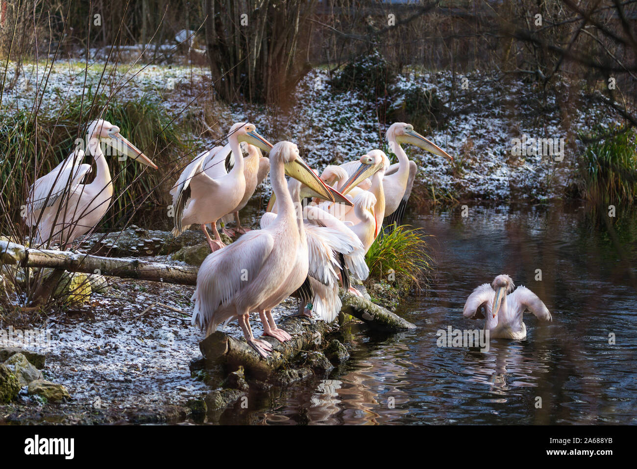 Close-up Gruppe pelikane an der Vorderseite von einem Teich Stockfoto