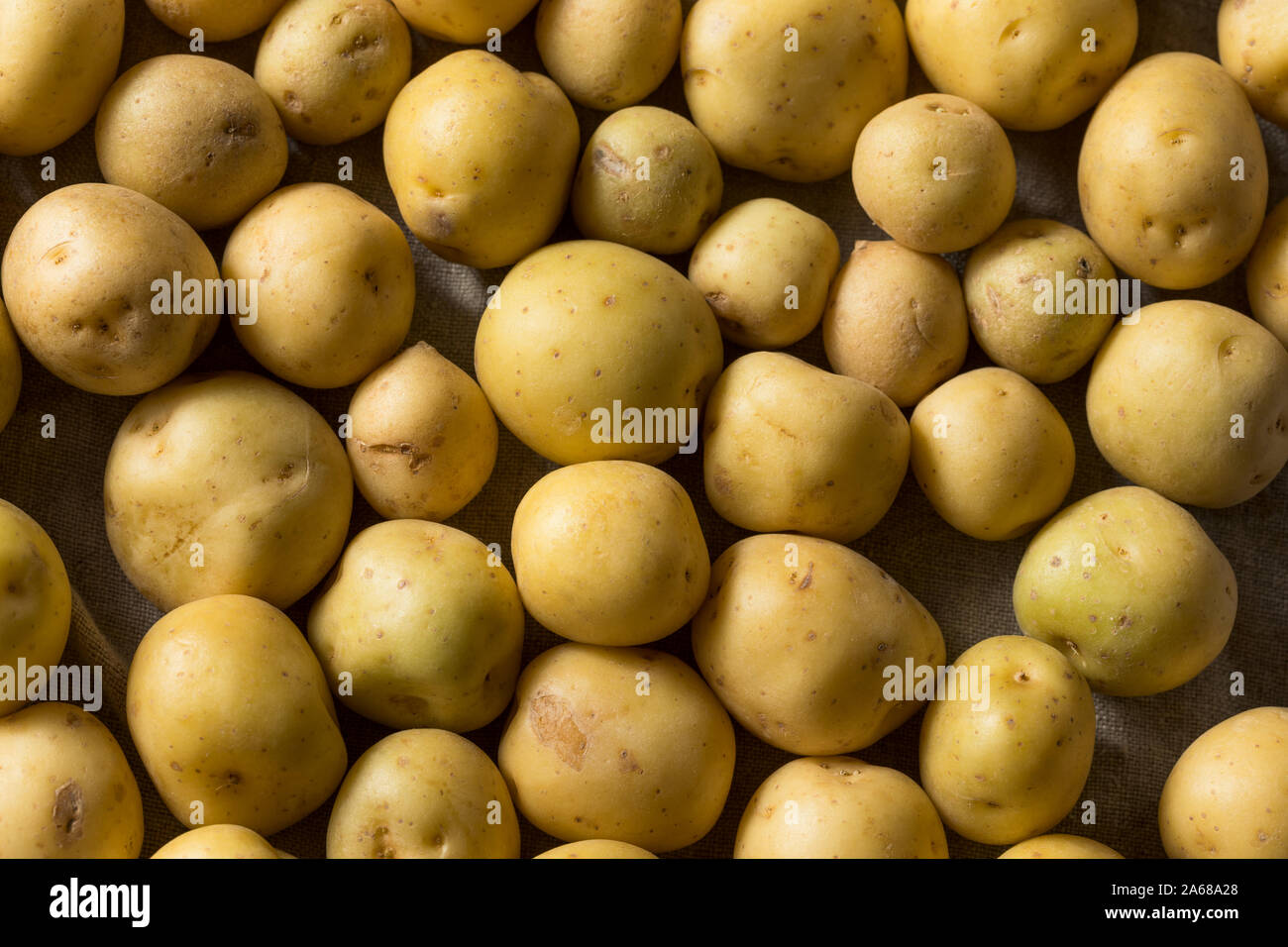 Organische weiße Baby Kartoffeln in eine Schüssel geben. Stockfoto