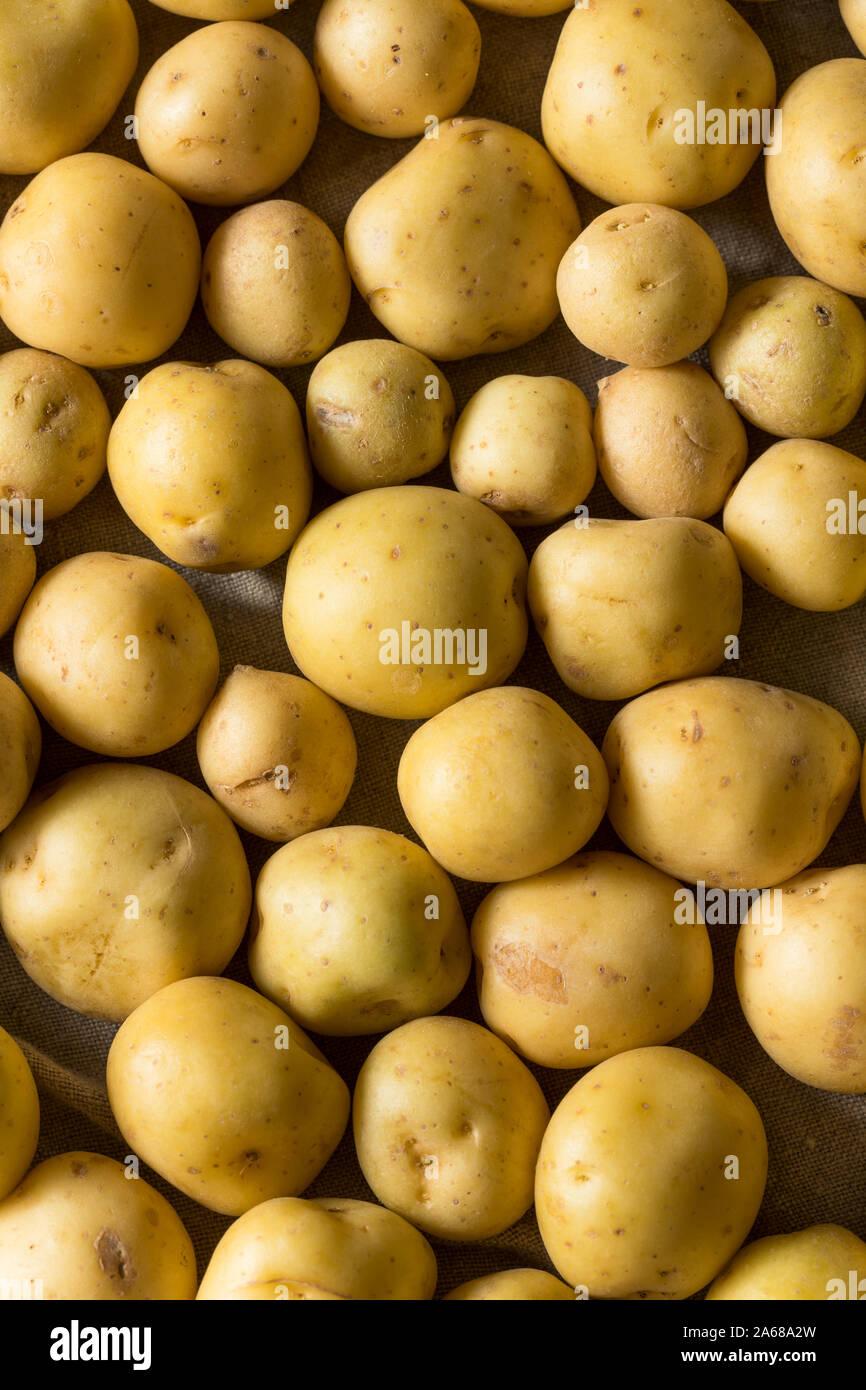 Organische weiße Baby Kartoffeln in eine Schüssel geben. Stockfoto