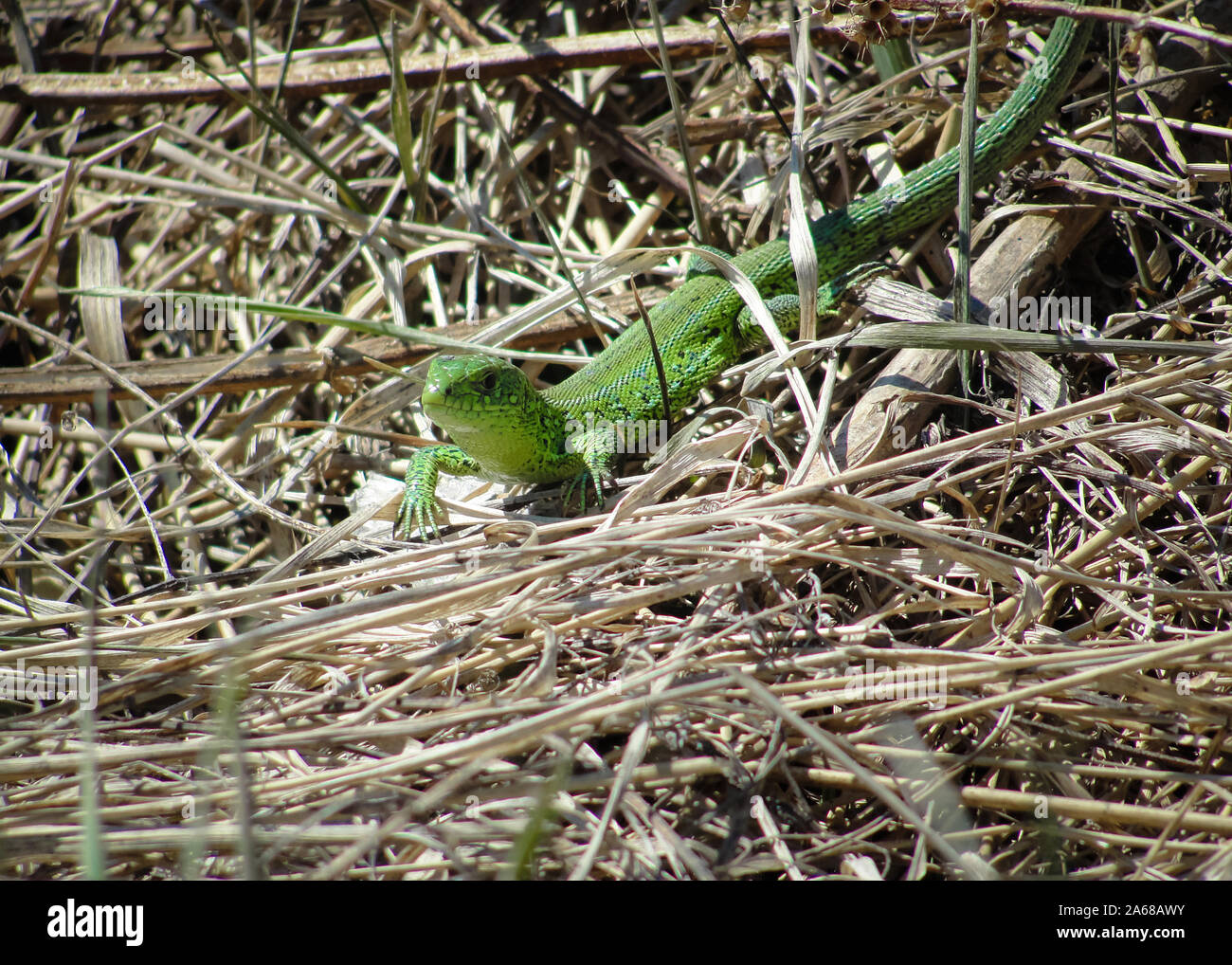 Grüne Eidechse auf Gras am Wald in Sibirien Stockfoto