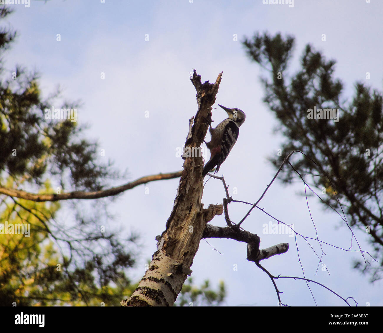 Stripe breasted grau Specht Vogel auf trockenen Baum Stockfoto