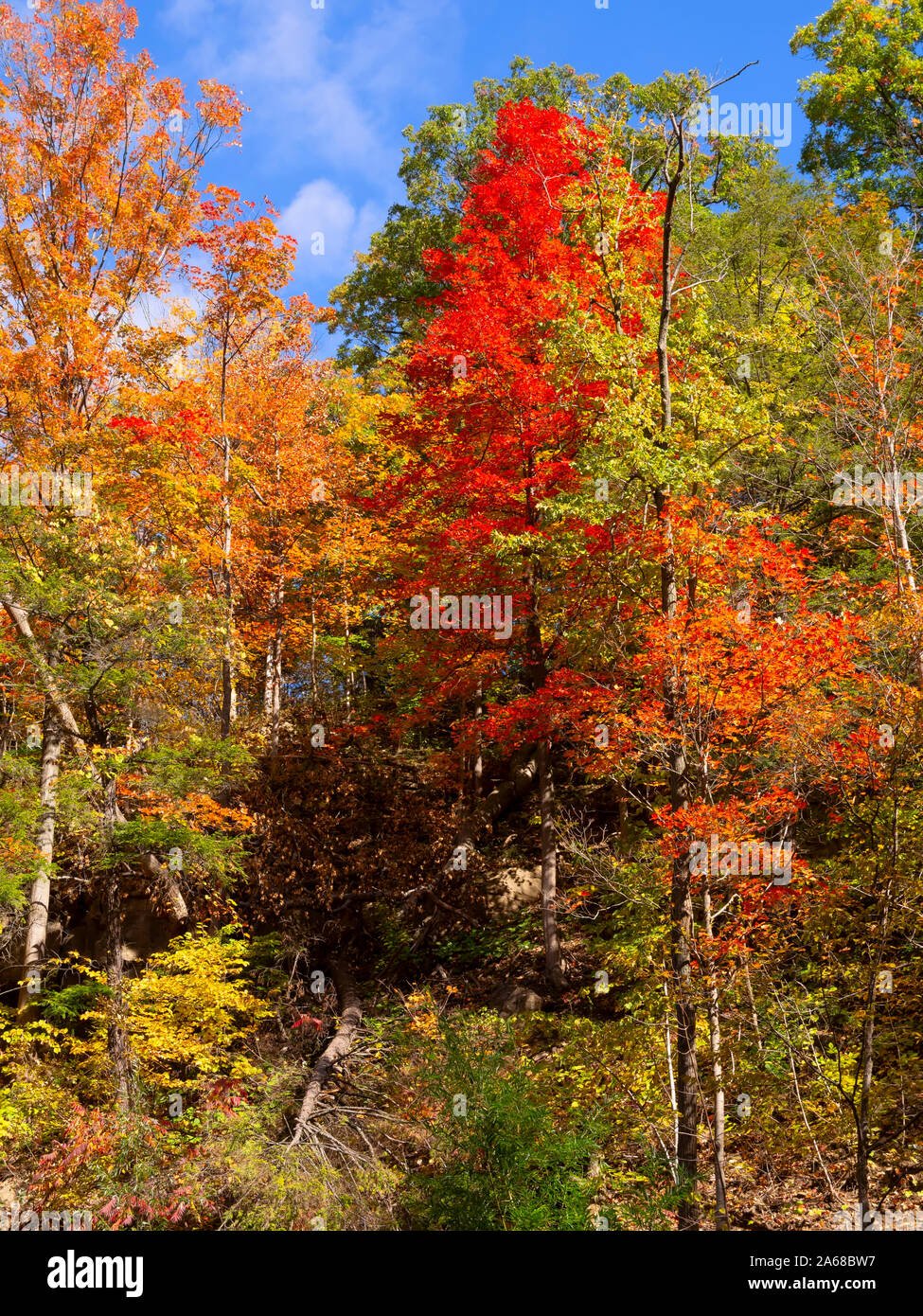 Herbst Farben bei Tiffany Creek Conservation Area, Ancaster, Ontario Stockfoto
