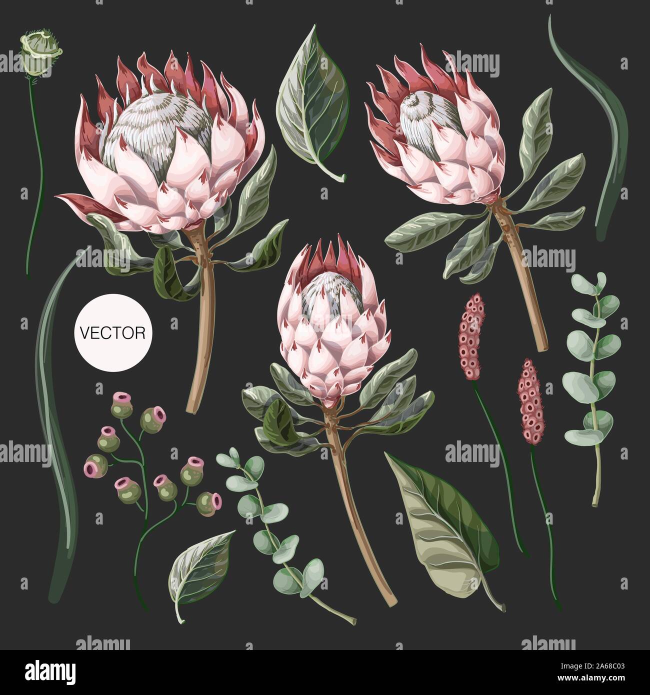 Satz von Protea Blumen, Eukalyptus und Blätter isoliert. Vektor. Stock Vektor