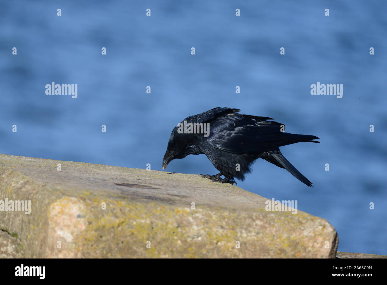 Raven Stockfoto