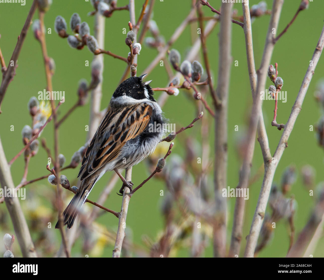 Männliche Rohrammer (Emberiza schoeniclus) in voller Song im Frühjahr Stockfoto