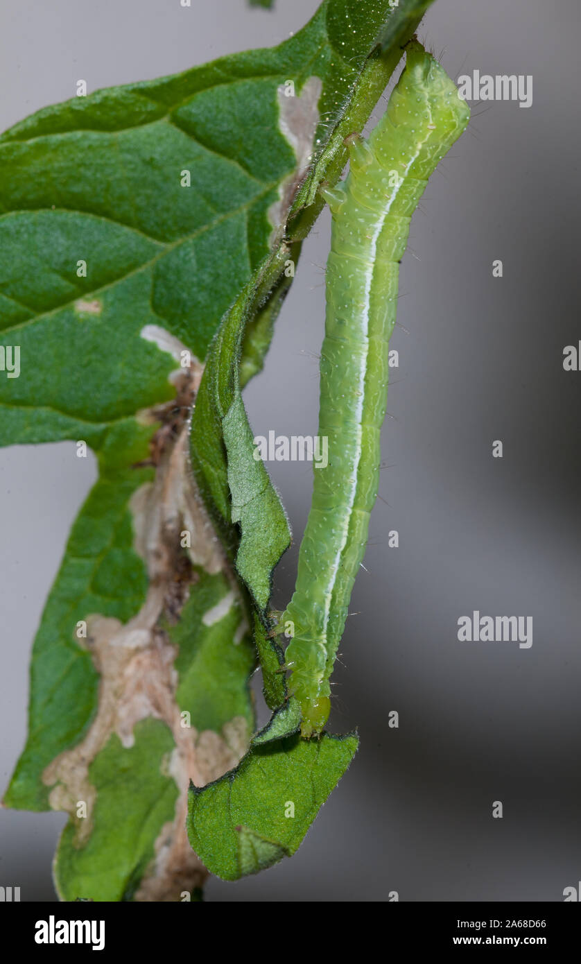 Close-up von Caterpillar der Tomate looper Essen Tomaten Blätter Stockfoto