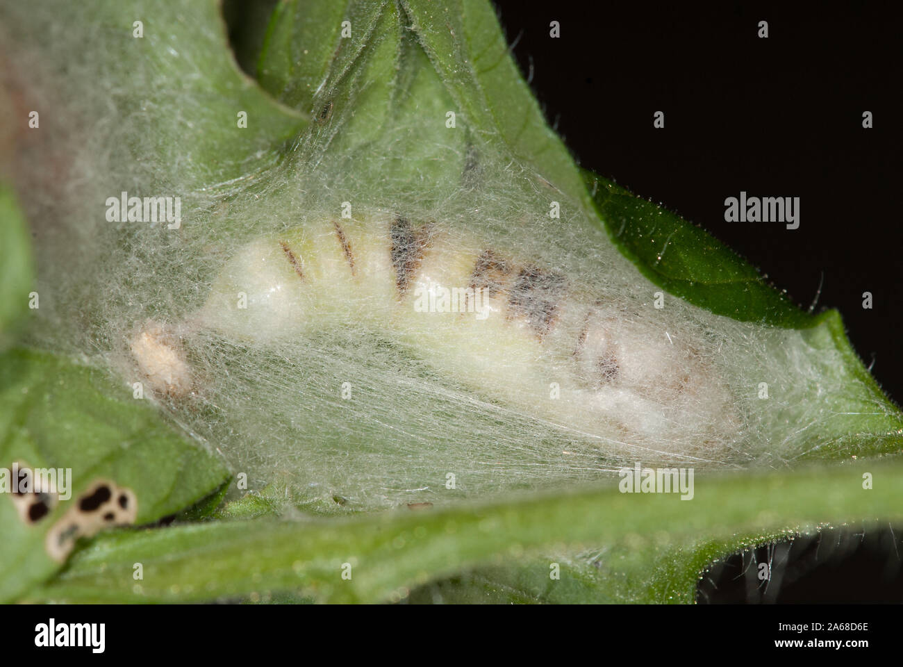 Close-up von Caterpillar der Tomate looper in silk Cocoon gewickelt Stockfoto