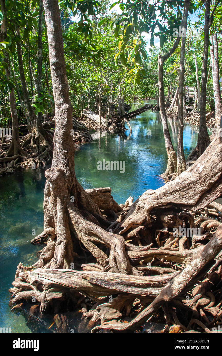 Eine seichte Fluss fließt zwischen den Mangroven. Sehr schöne dicke Wurzeln im Wasser. Vertikale Rahmen. Stockfoto