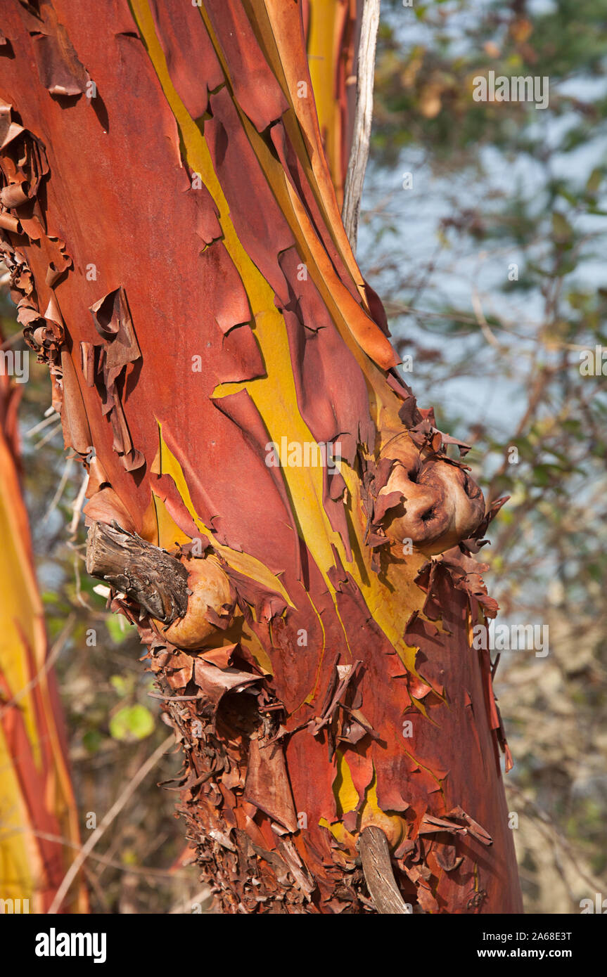 Rinde eines madrona Baum Nahaufnahme Natur Foto mit Peeling bellen in terra cotta Kupfer Farben und tiefe Gelb. Stockfoto