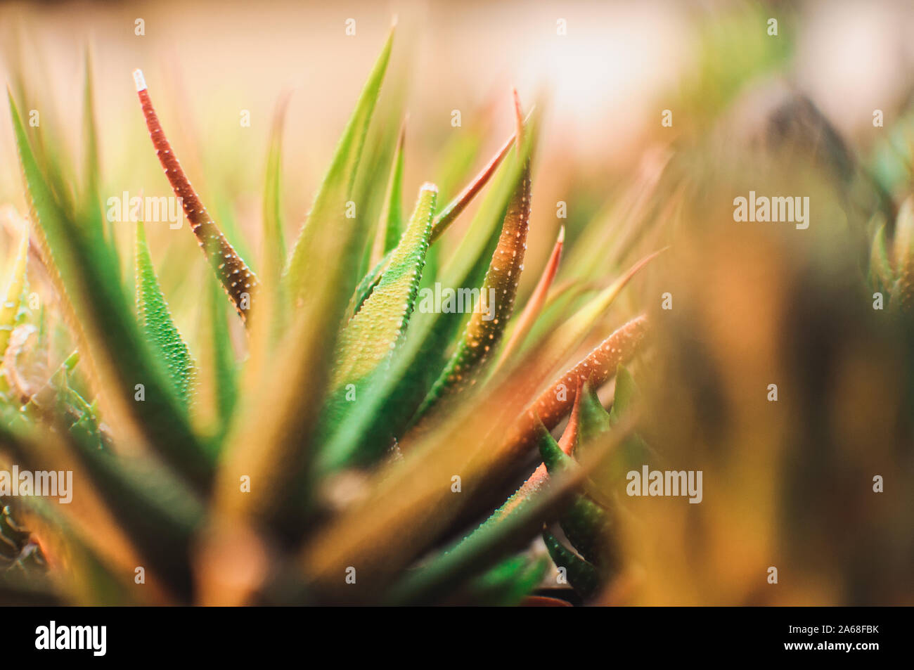 Sukkulenten, echeveria Kalanchoe saftige Zimmerpflanzen. Aloe ostifolia ist saftig krautige Pflanze, Arten der Aloe Gattung der Asphodelaceae Stockfoto