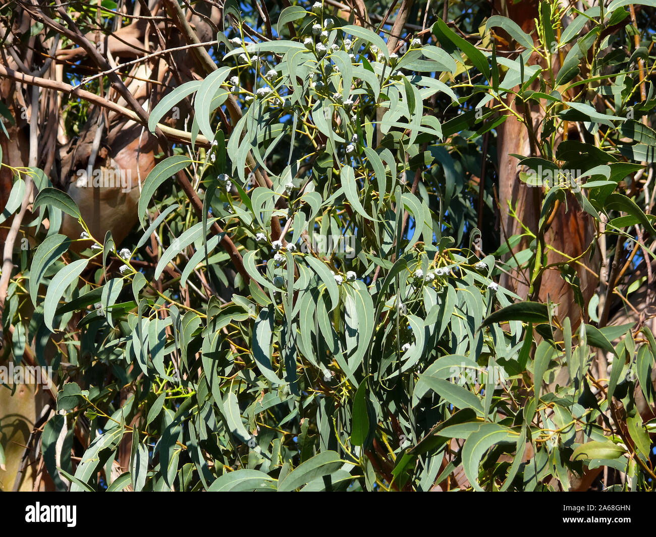 Eukalypten, Eukalyptus, eukaliptusz Stockfoto