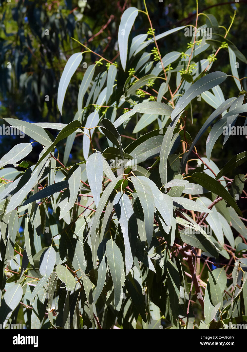 Eukalypten, Eukalyptus, eukaliptusz Stockfoto