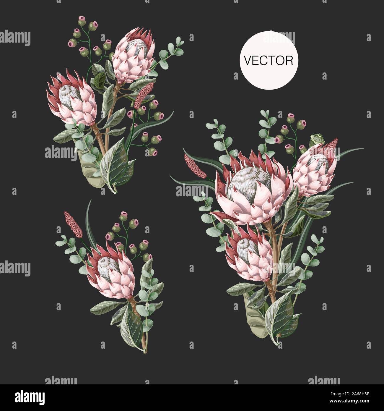 Einstellen der Blumensträuße mit Protea Blumen, Eukalyptus und Blätter isoliert. Vektor. Stock Vektor