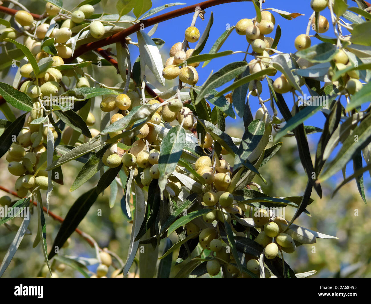Russische olive Silber Berry, oleaster, Persische, Olive, wilde Oliven, Schmalblättrige Ölweide, Elaeagnus angustifolia, keskenylevelű ezüstfa Stockfoto