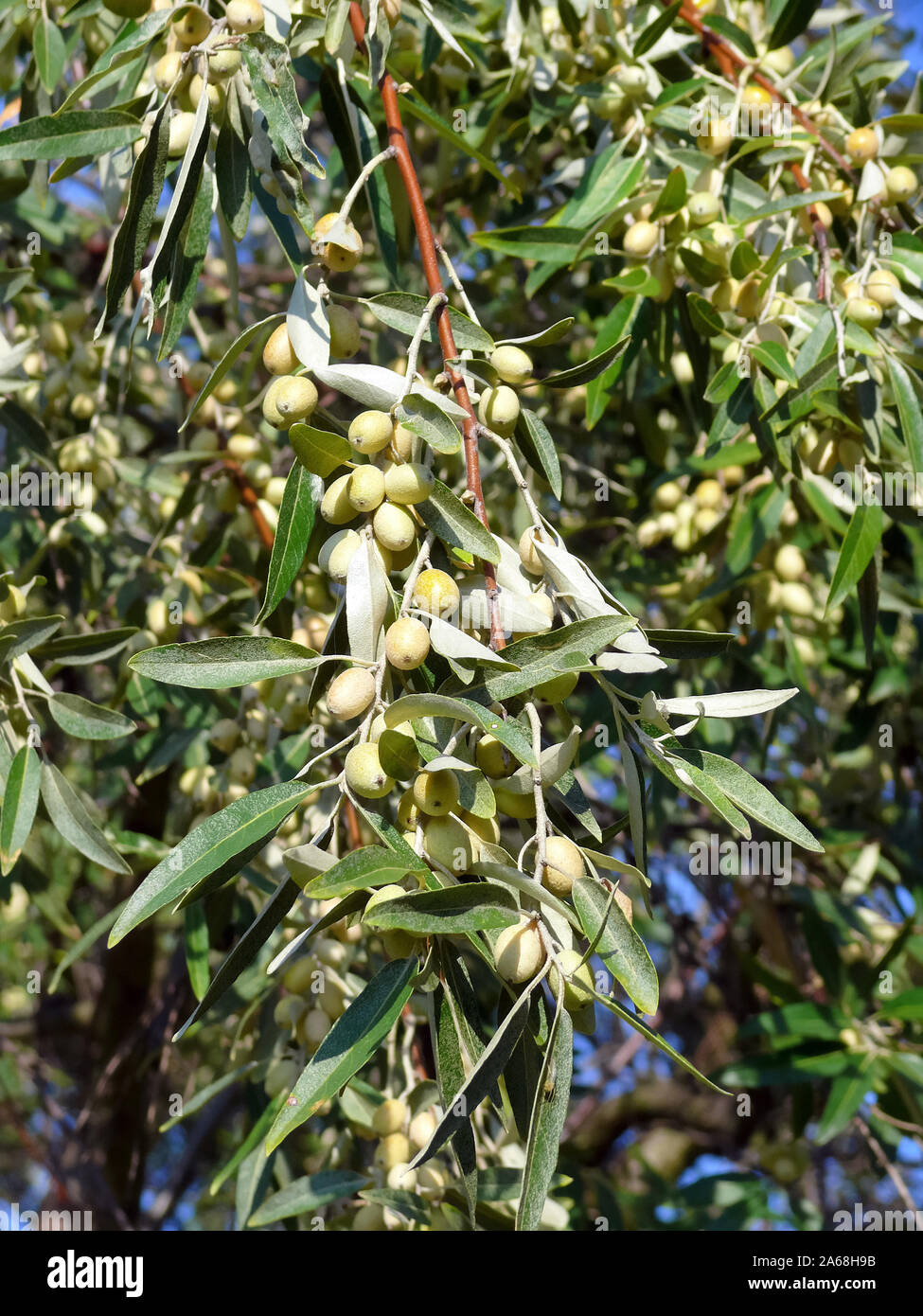 Russische olive Silber Berry, oleaster, Persische, Olive, wilde Oliven, Schmalblättrige Ölweide, Elaeagnus angustifolia, keskenylevelű ezüstfa Stockfoto