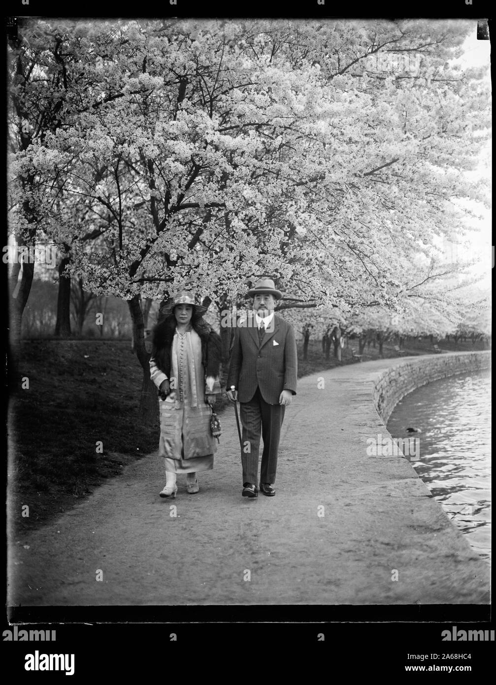 Frau und Mann mit Kirschblüten, Washington, D.C. Stockfoto