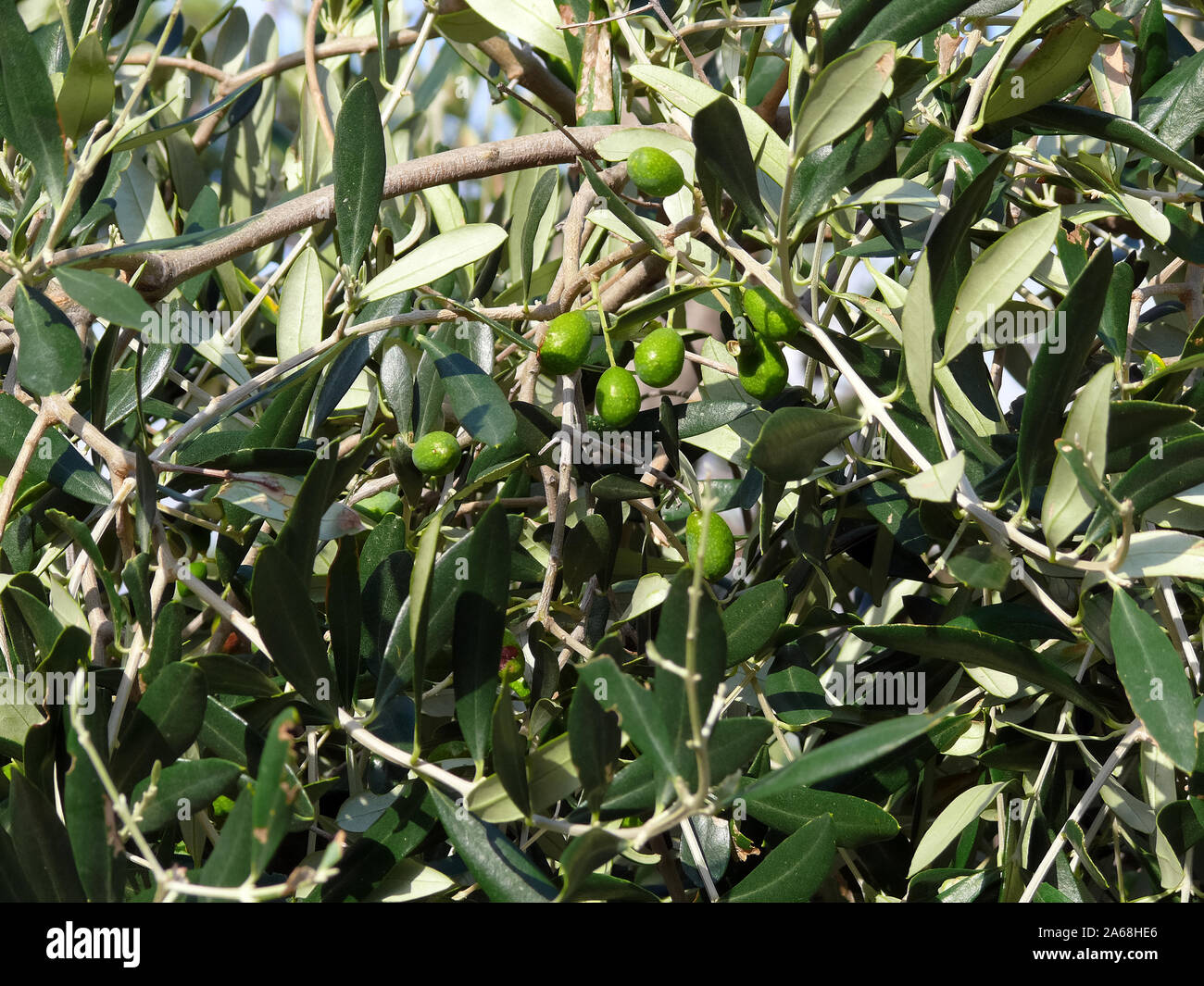 Oliven, Olivenbaum, Olea Europaea, olíva, olajfa Stockfoto