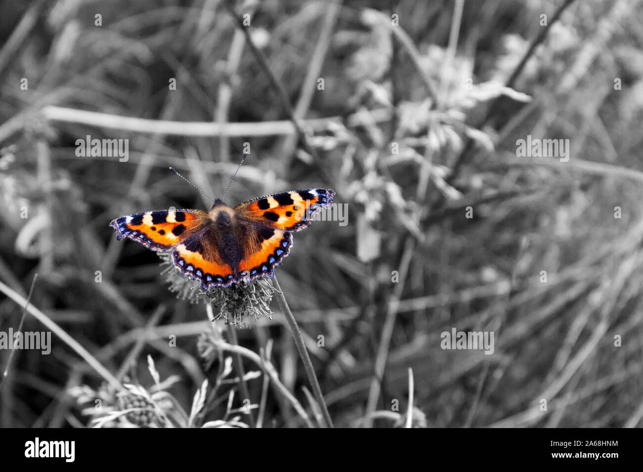 Bunte kleine Tortoiseshell Schmetterling auf einem schwarz-weißen Hintergrund Stockfoto