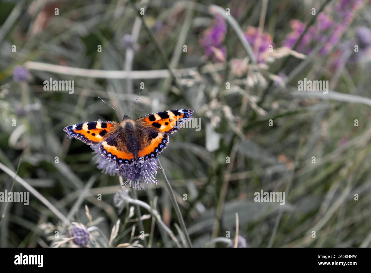 Bunte kleine Tortoiseshell Schmetterling auf einem entsätteten Hintergrund Stockfoto