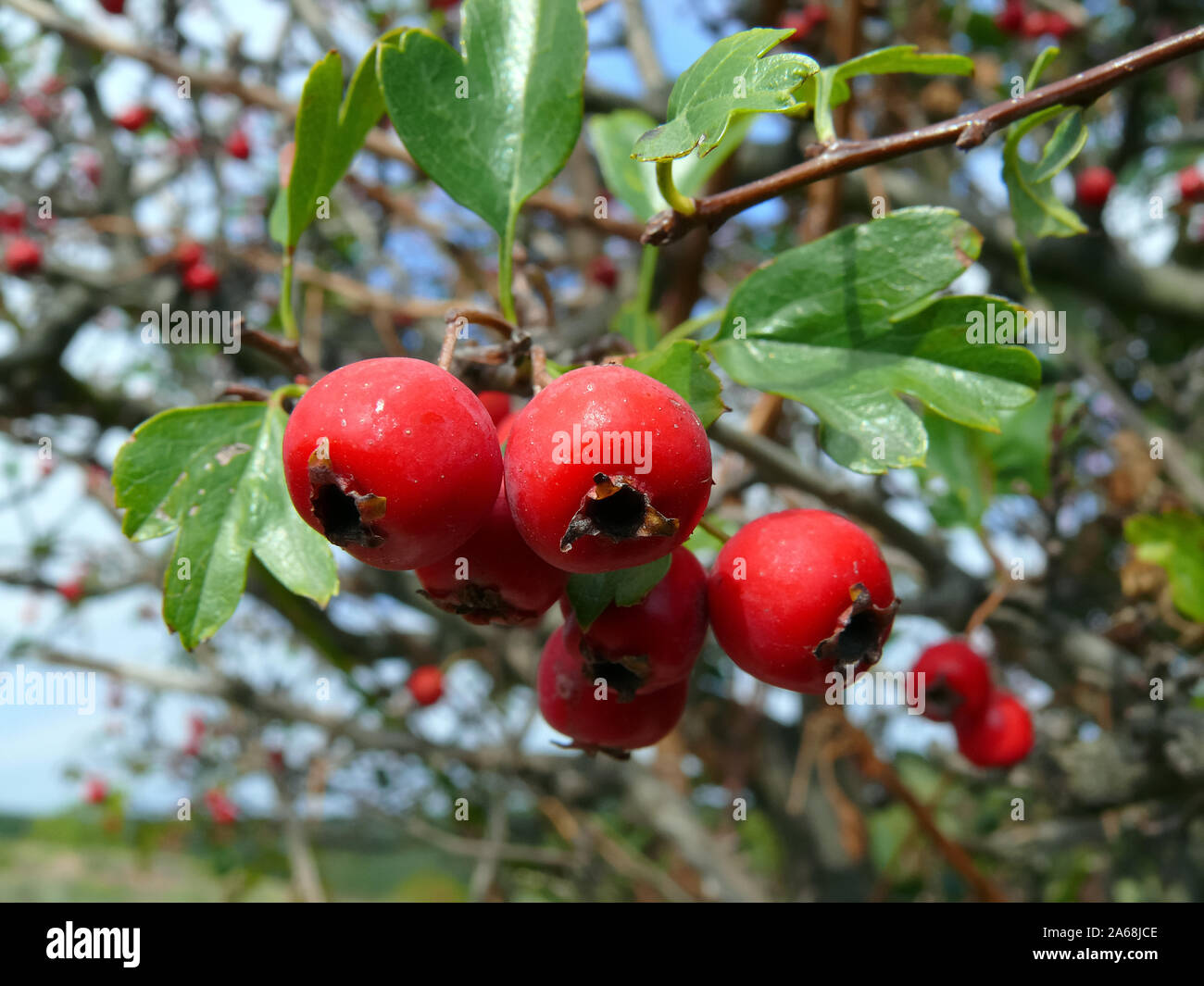 Midland Weißdorn, Mayflower, zweigriffeliger Weißdorn, Crataegus laevigata, galagonya kétbibés Stockfoto