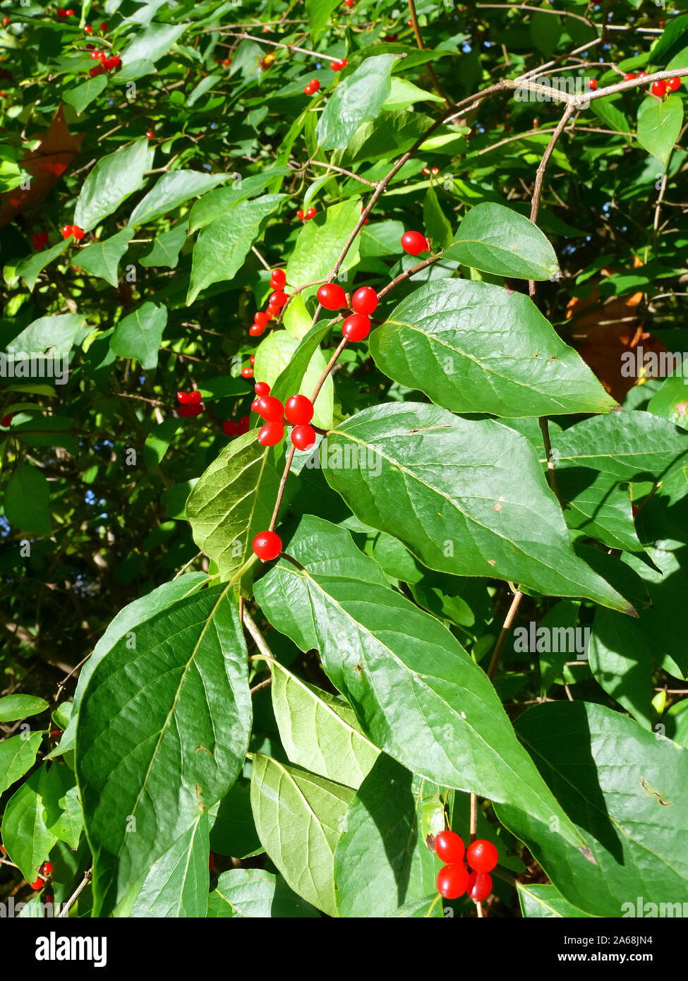 Geißblatt, Heckenkirschen, Lonicera, lonc Stockfoto